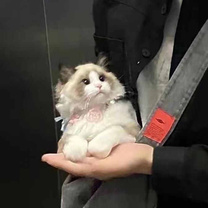 脑袋huó过来了