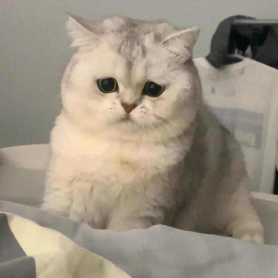 哈基米南北绿豆