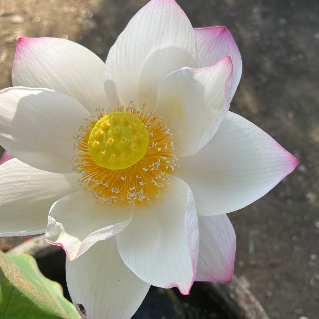 花森Flower
