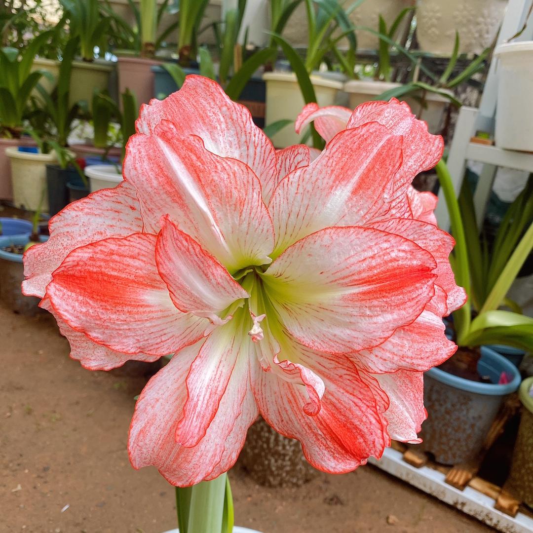 郭明珍（谢绝连赞）