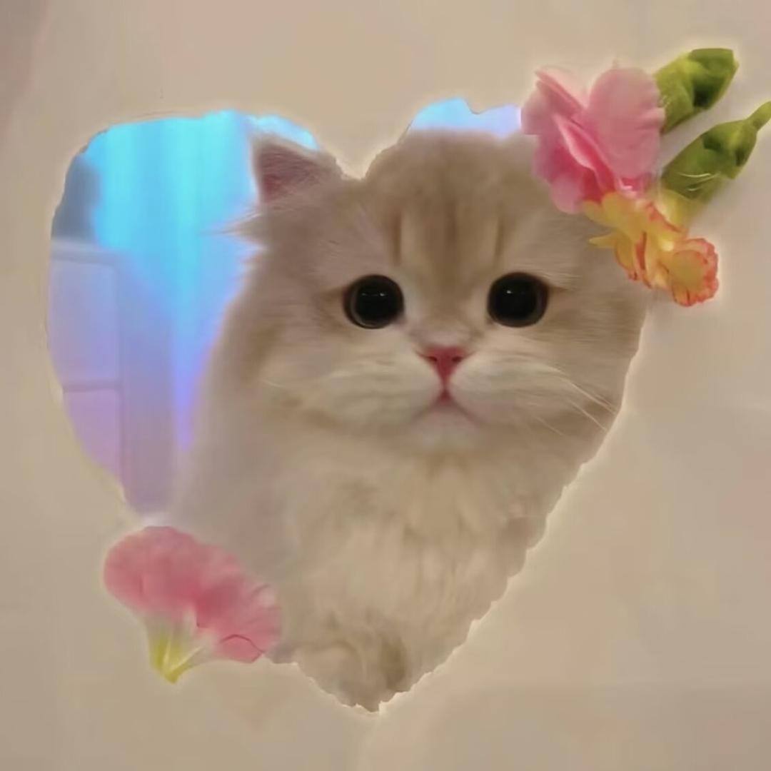 一只招财喵.