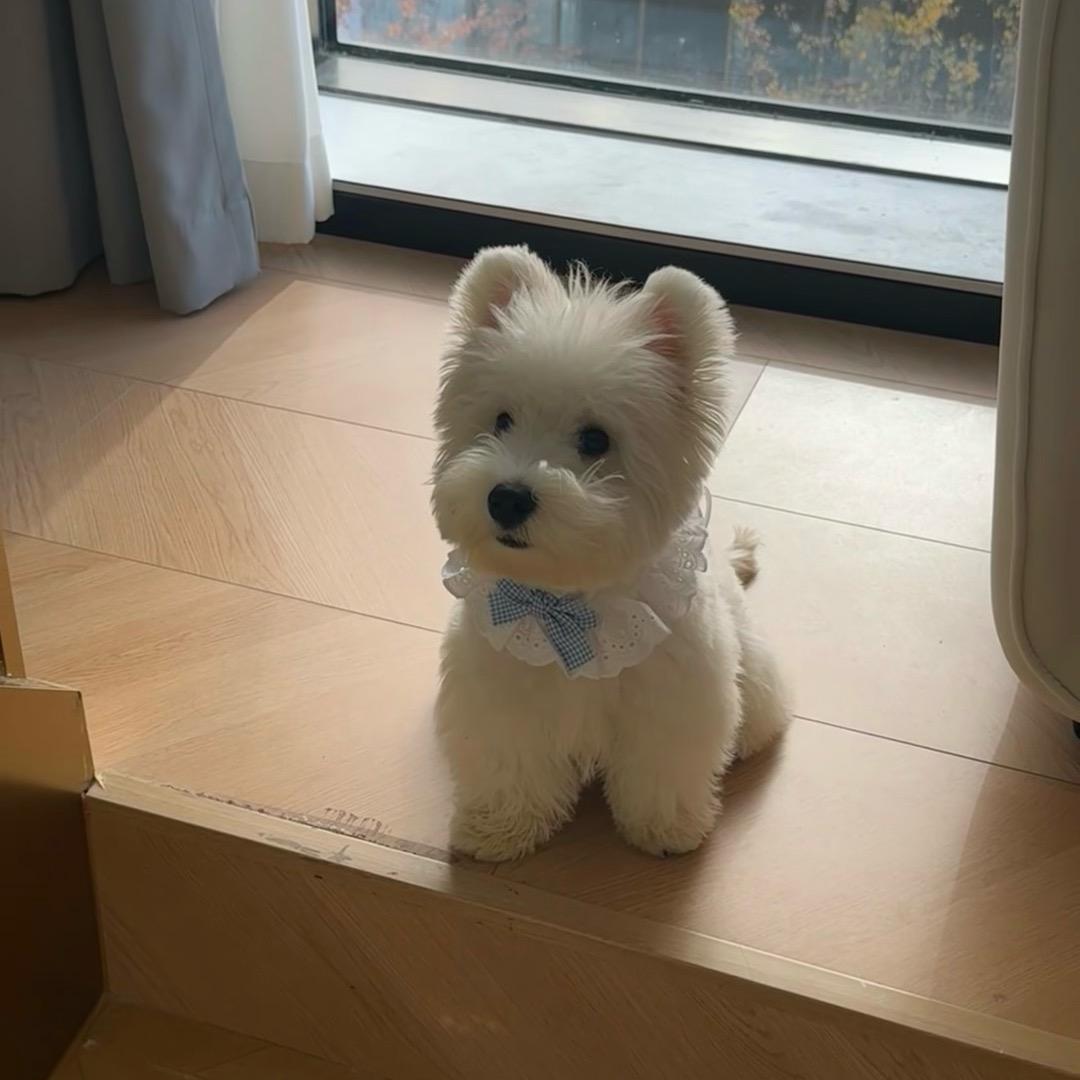 想有一只狗狗