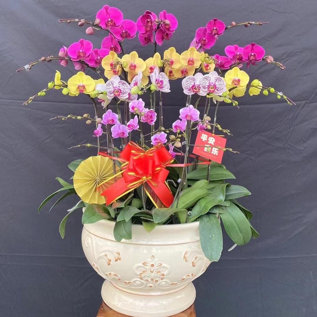 沈阳花卉绿植