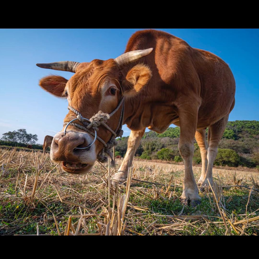 97年的老水牛🐃