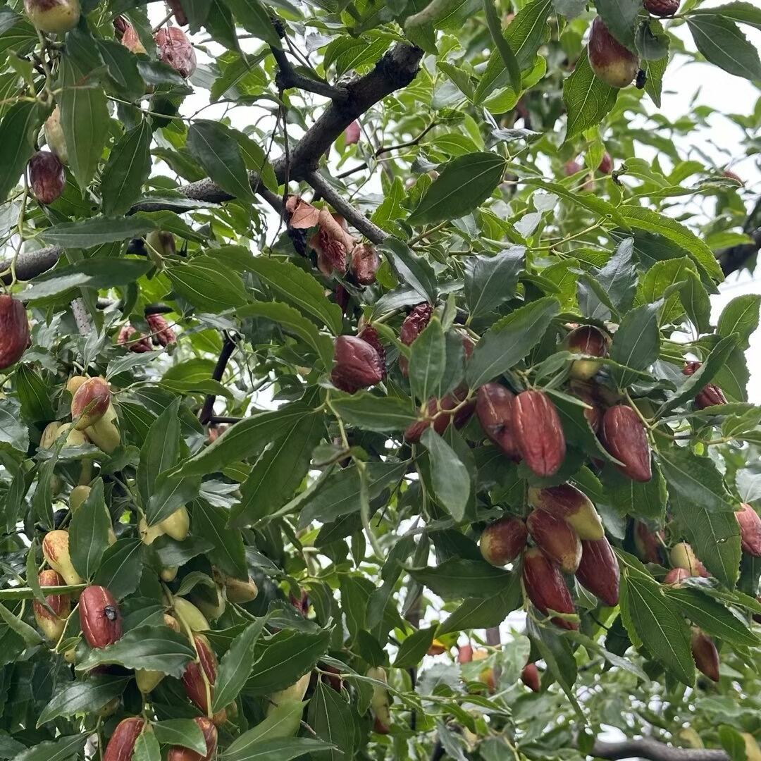 @方姐炸货铺【摆摊版】