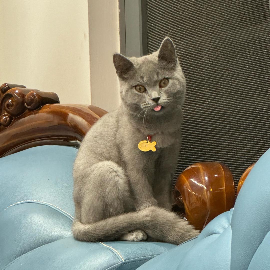 小布丁是只猫