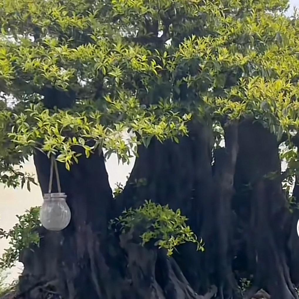 想不起的那张脸