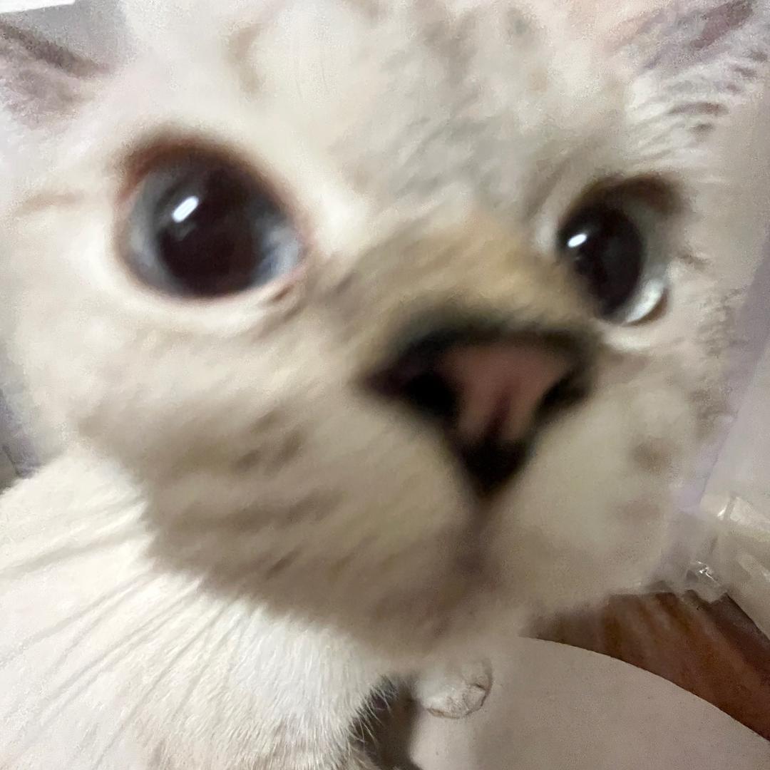 熊喵