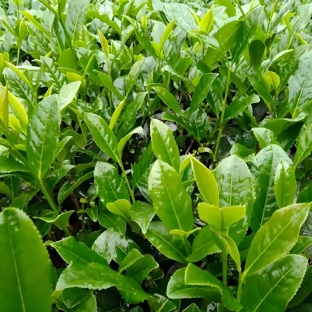 杯中物语茶业-原生态茶