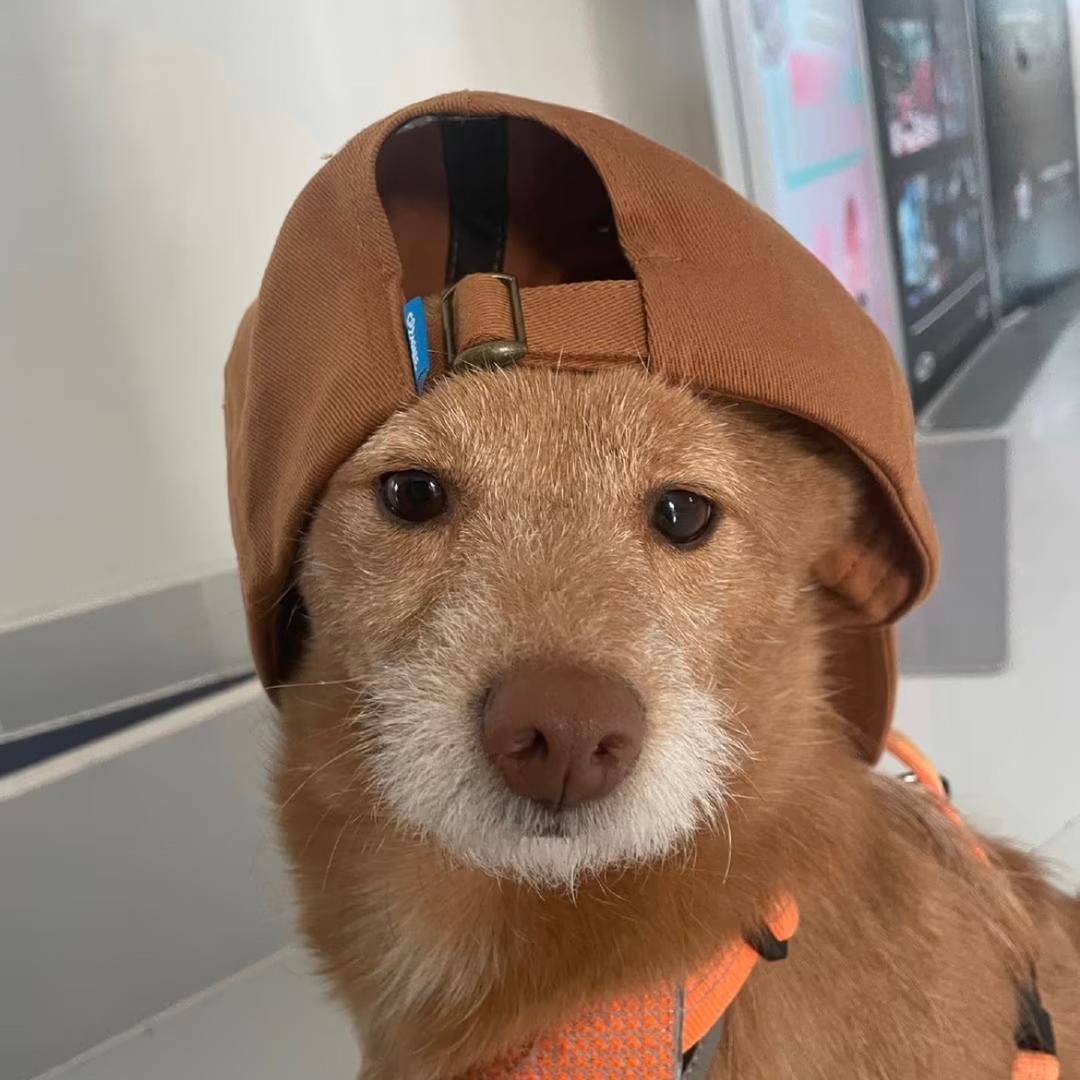 咸湿头像