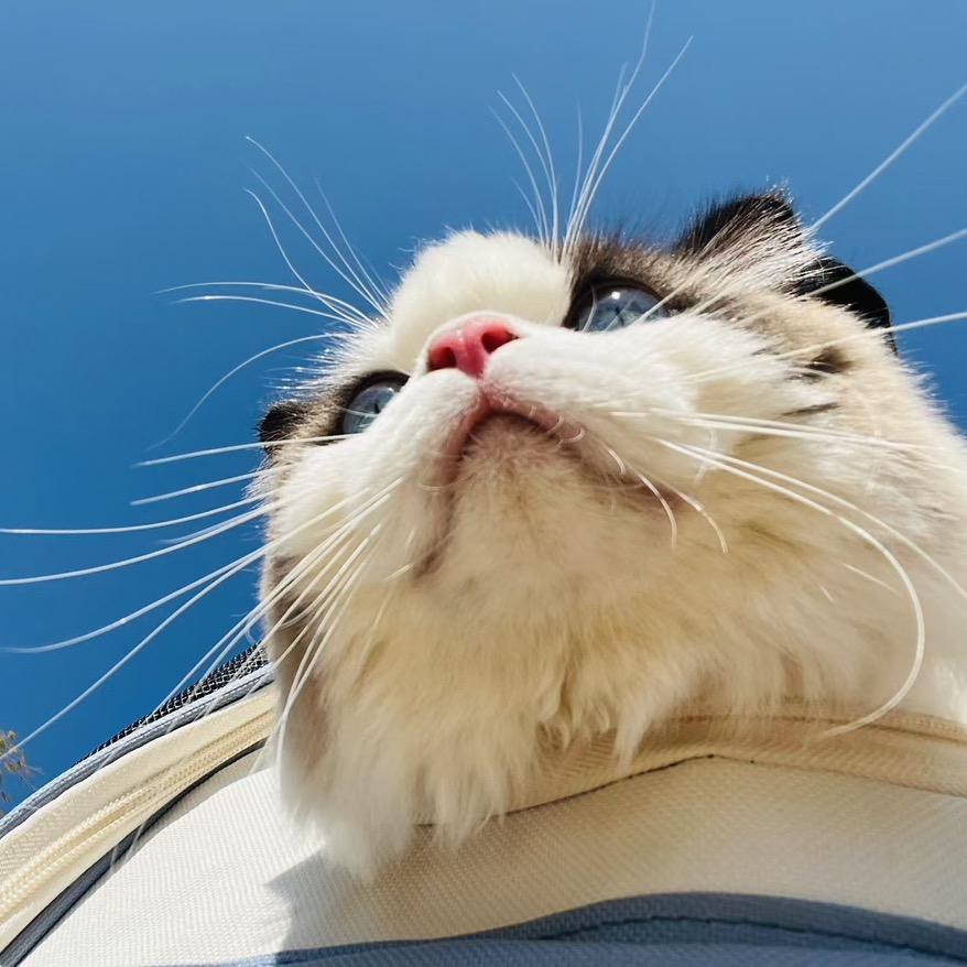 玩猫丧志