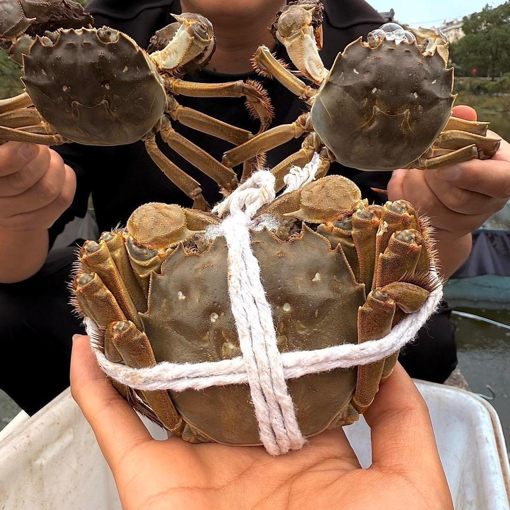 江苏大闸蟹  明日达