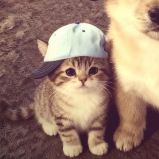 AAA奶黄包守护者