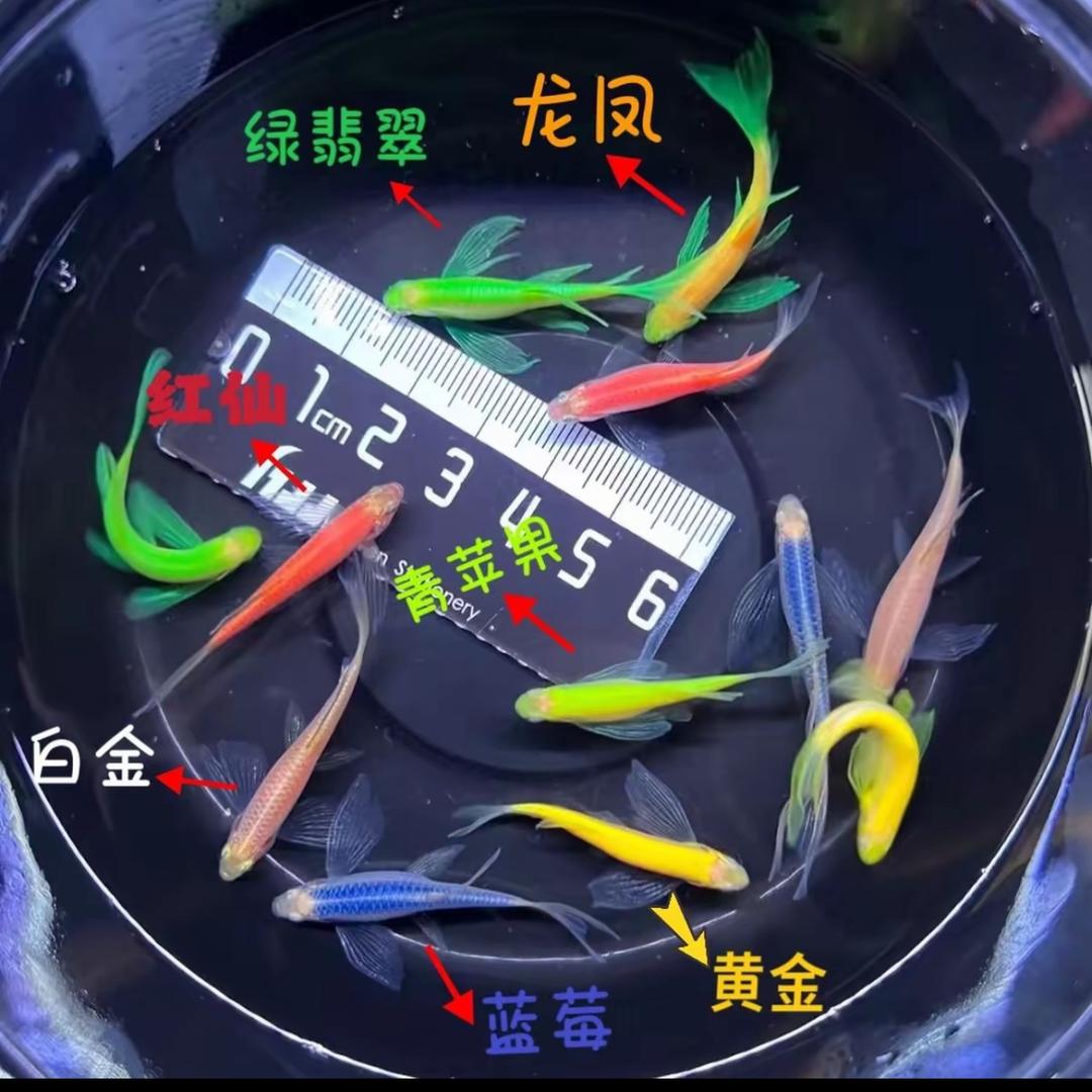 渔乐碟翼斑马孔雀观赏渔场