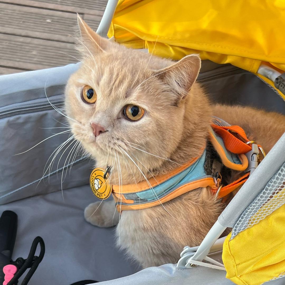 油桃今天打架了嘛