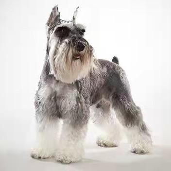 北京娜娜雪纳瑞犬舍