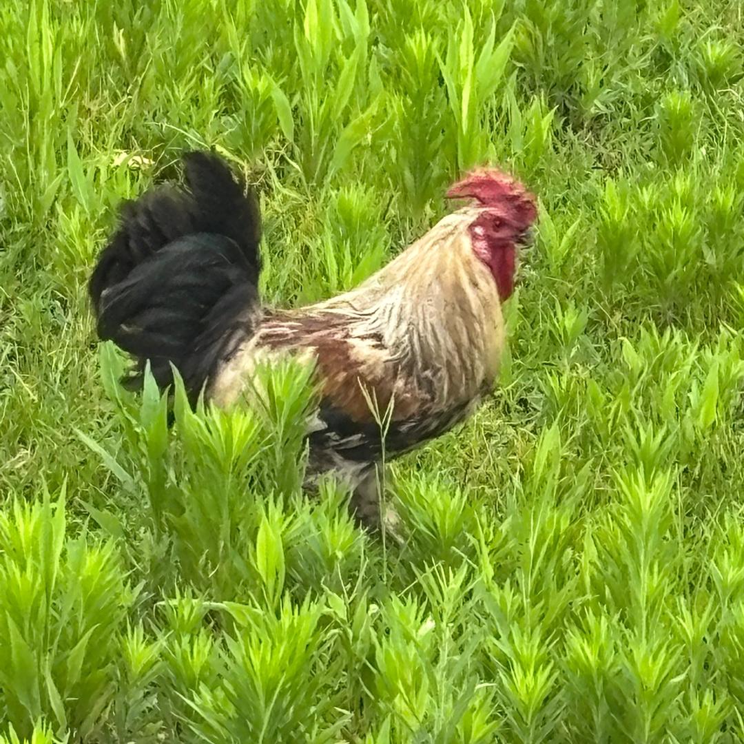 土鸡养殖