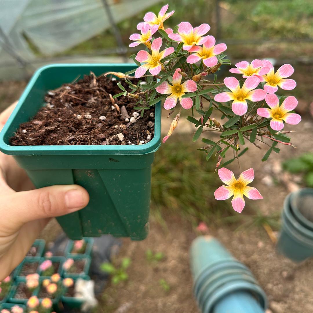 孟家花坊接批发的头像