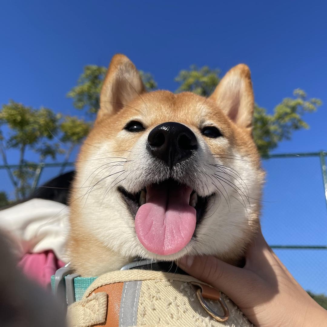 叽里咕噜的不知道在说什么