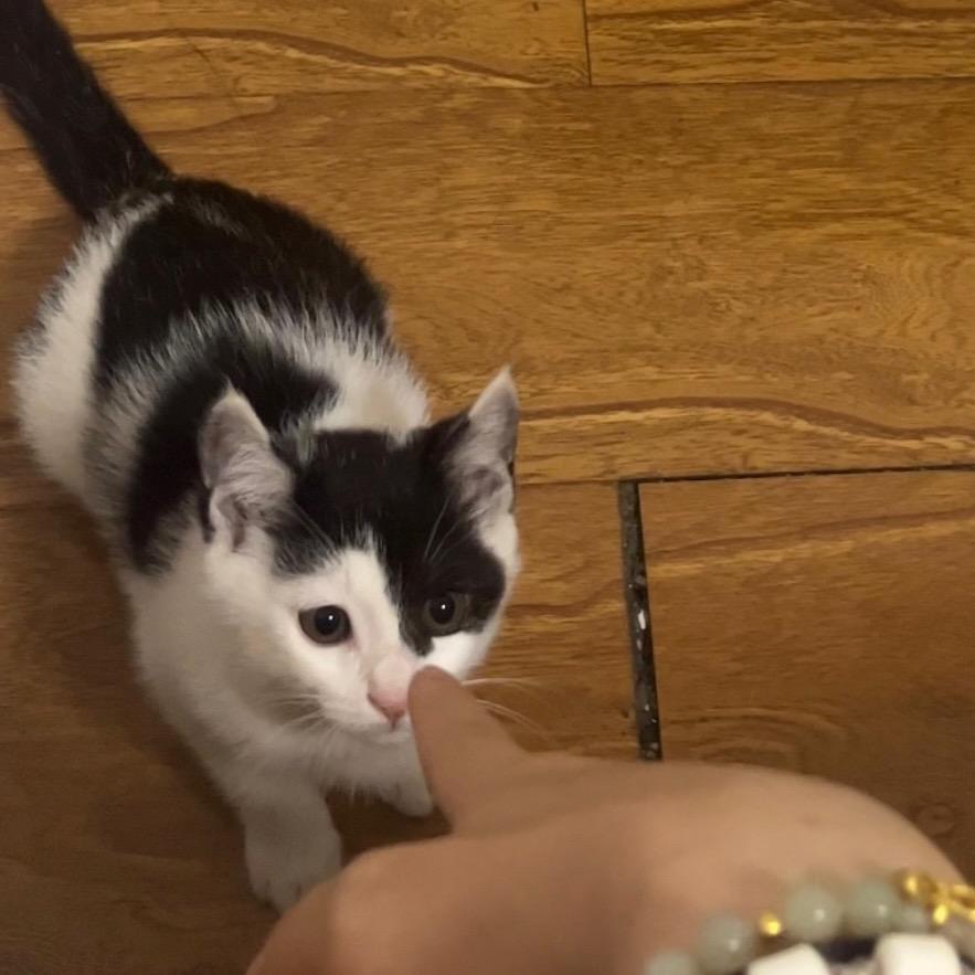 猫猫好物屋