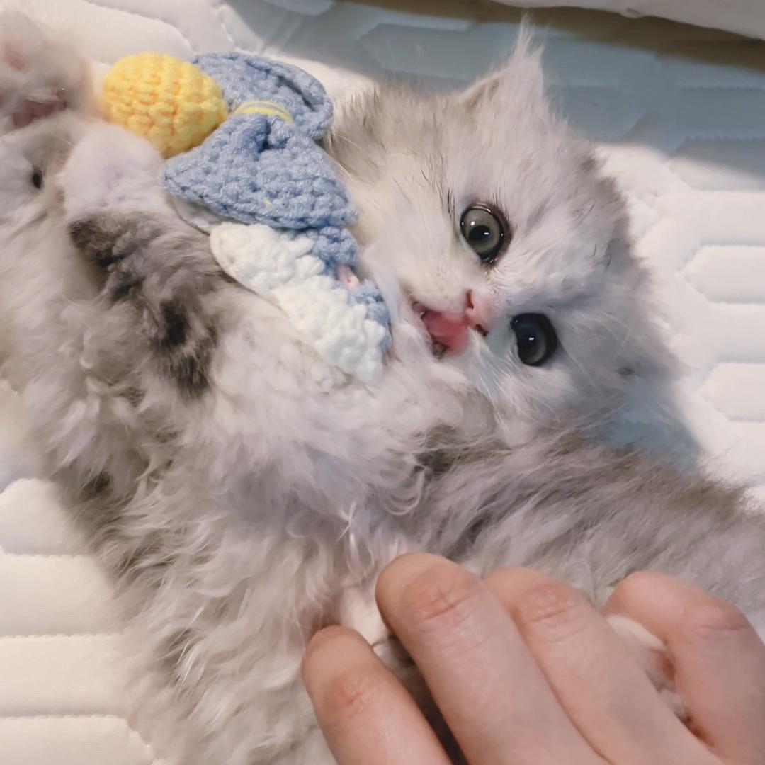 少爷咬咬牙
