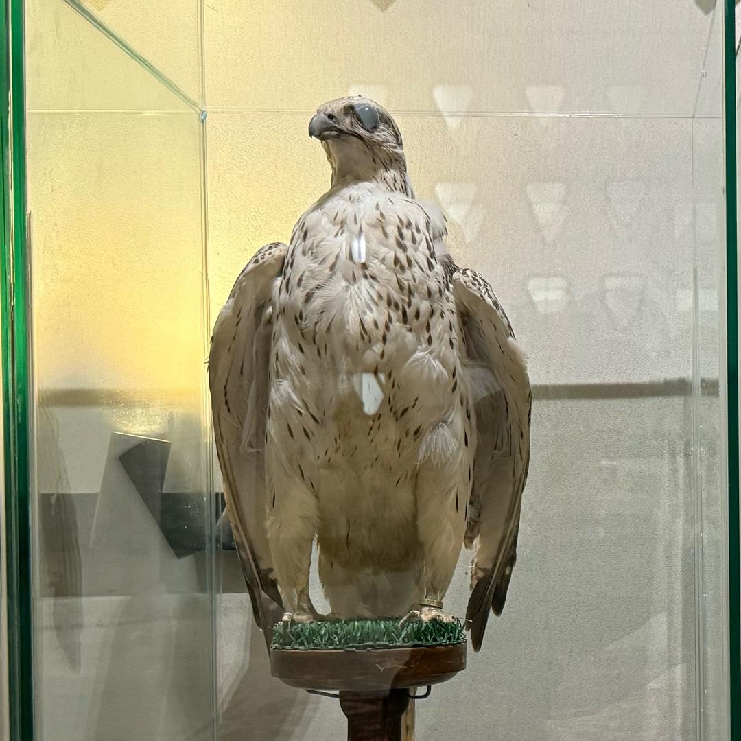 Guarder