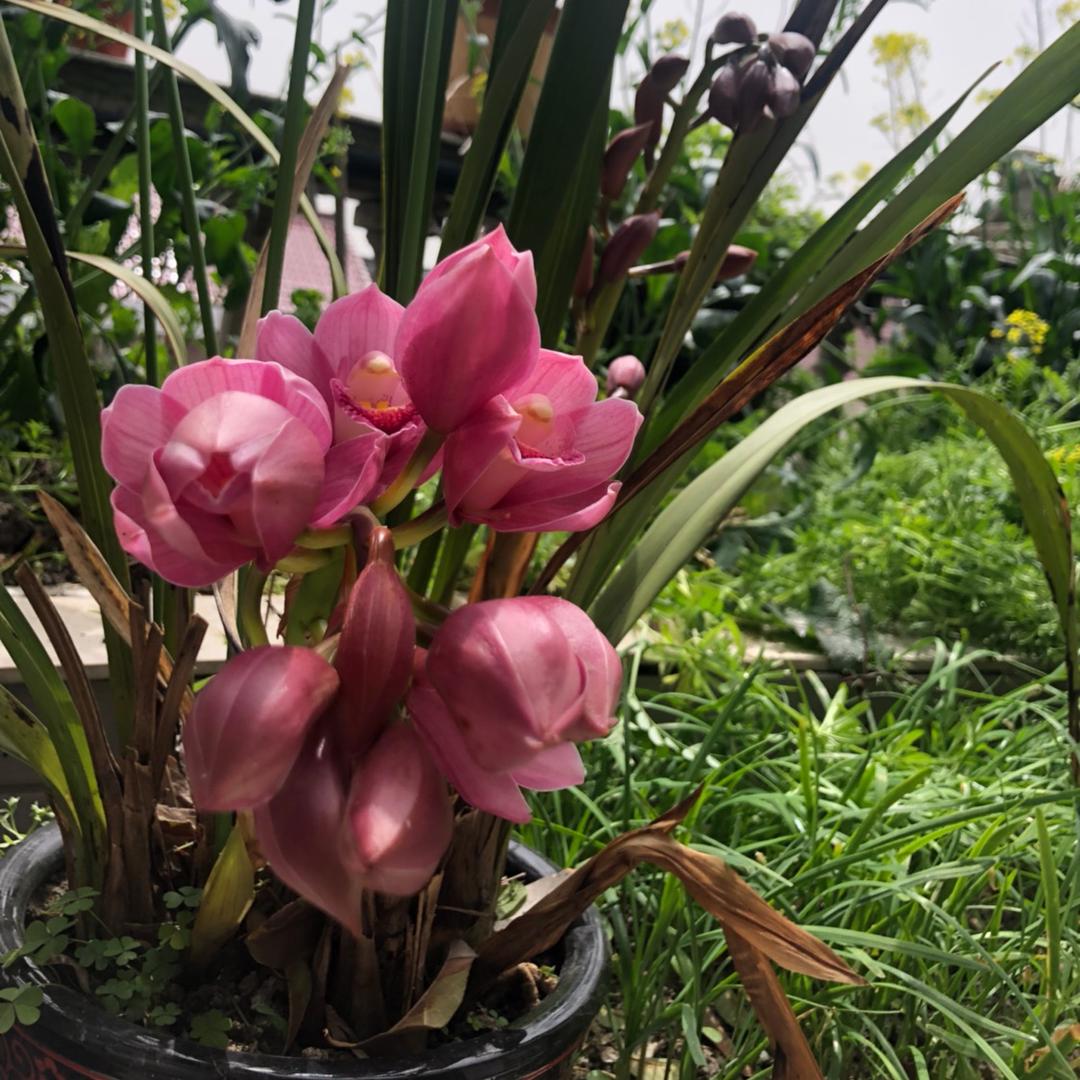 清风依影