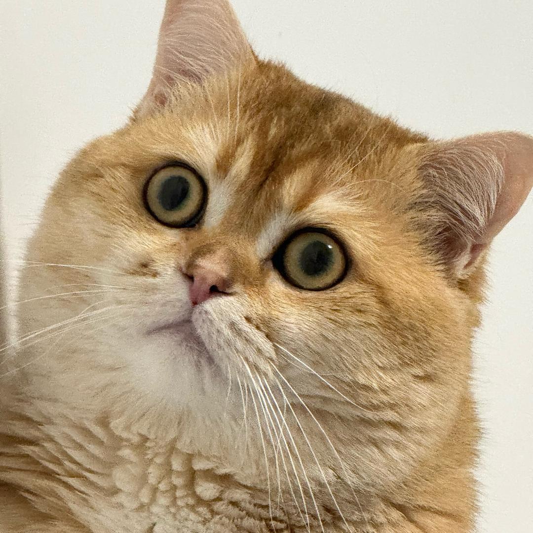 猫耳朵