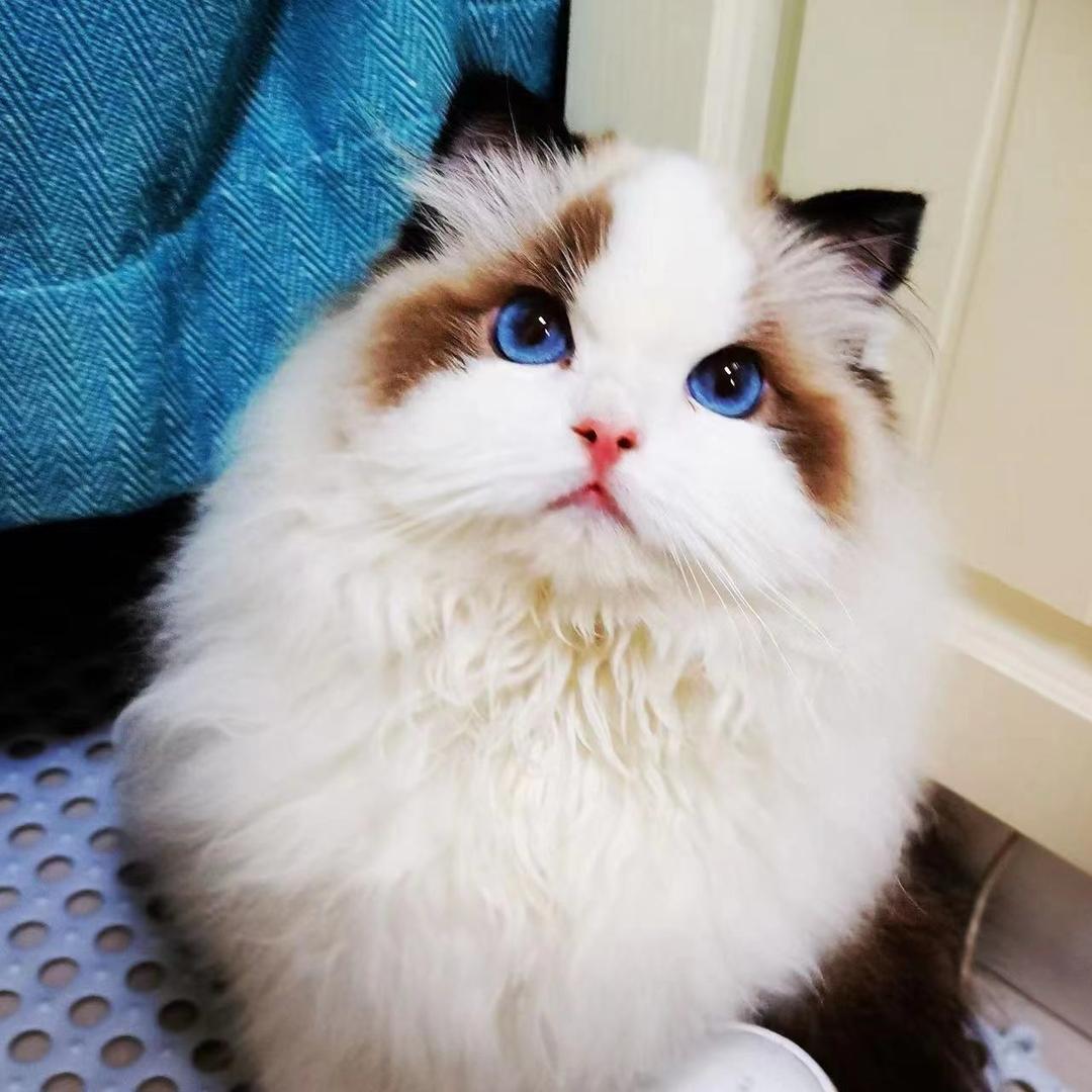 家里全是布偶猫
