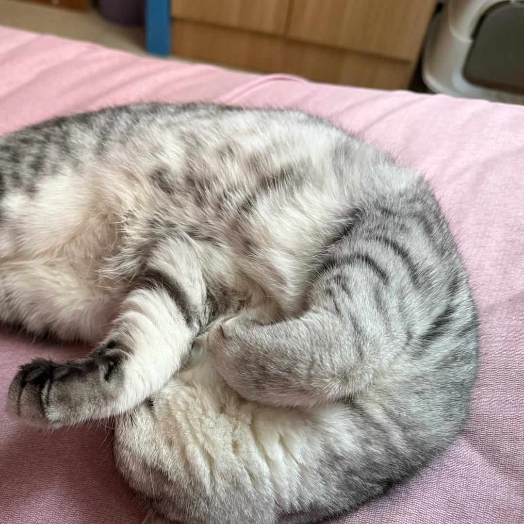 有只小猫叫泡泡🫧