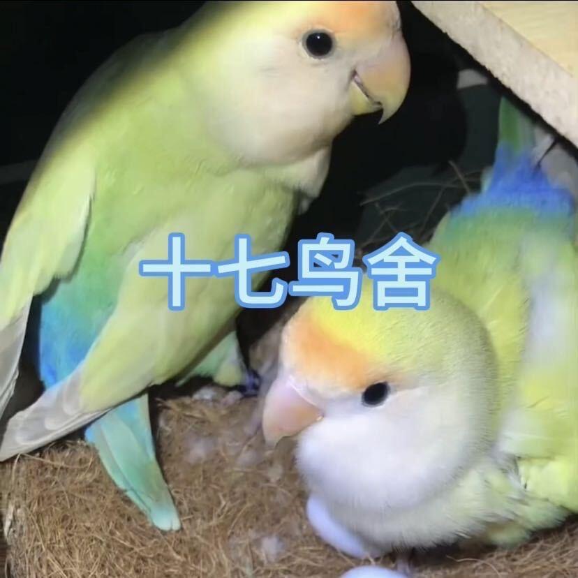 十七鸟舍（安徽天柱山）