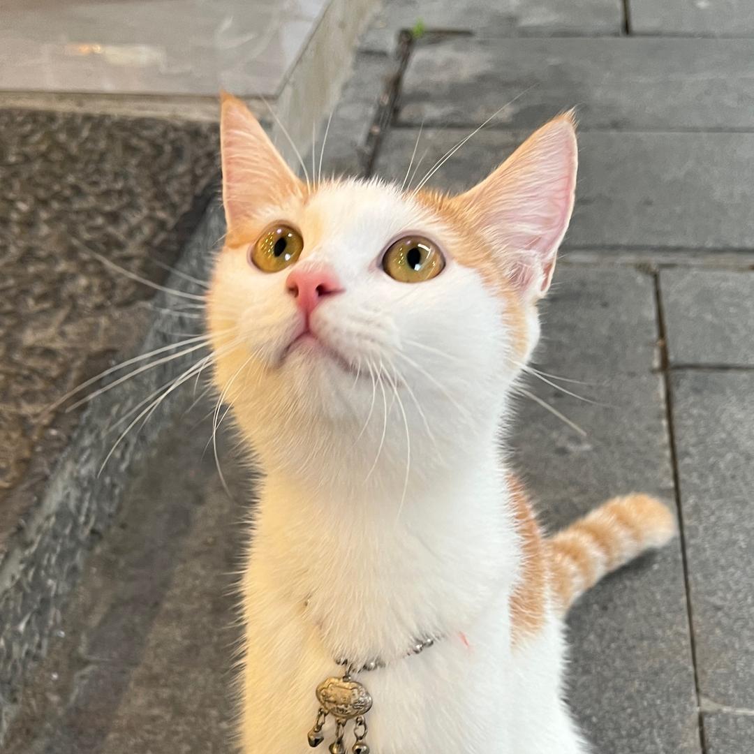 美式的哈哈