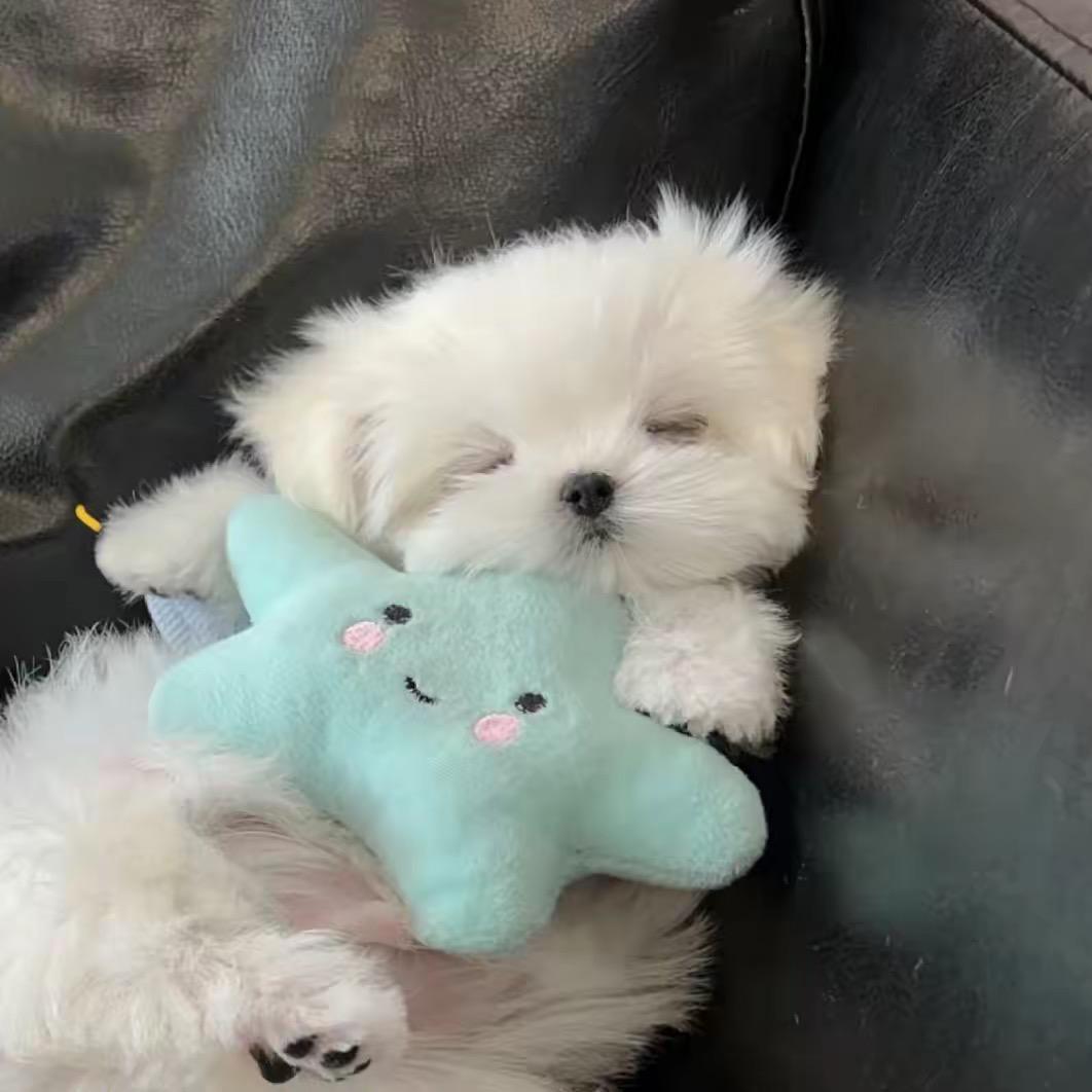 风信子