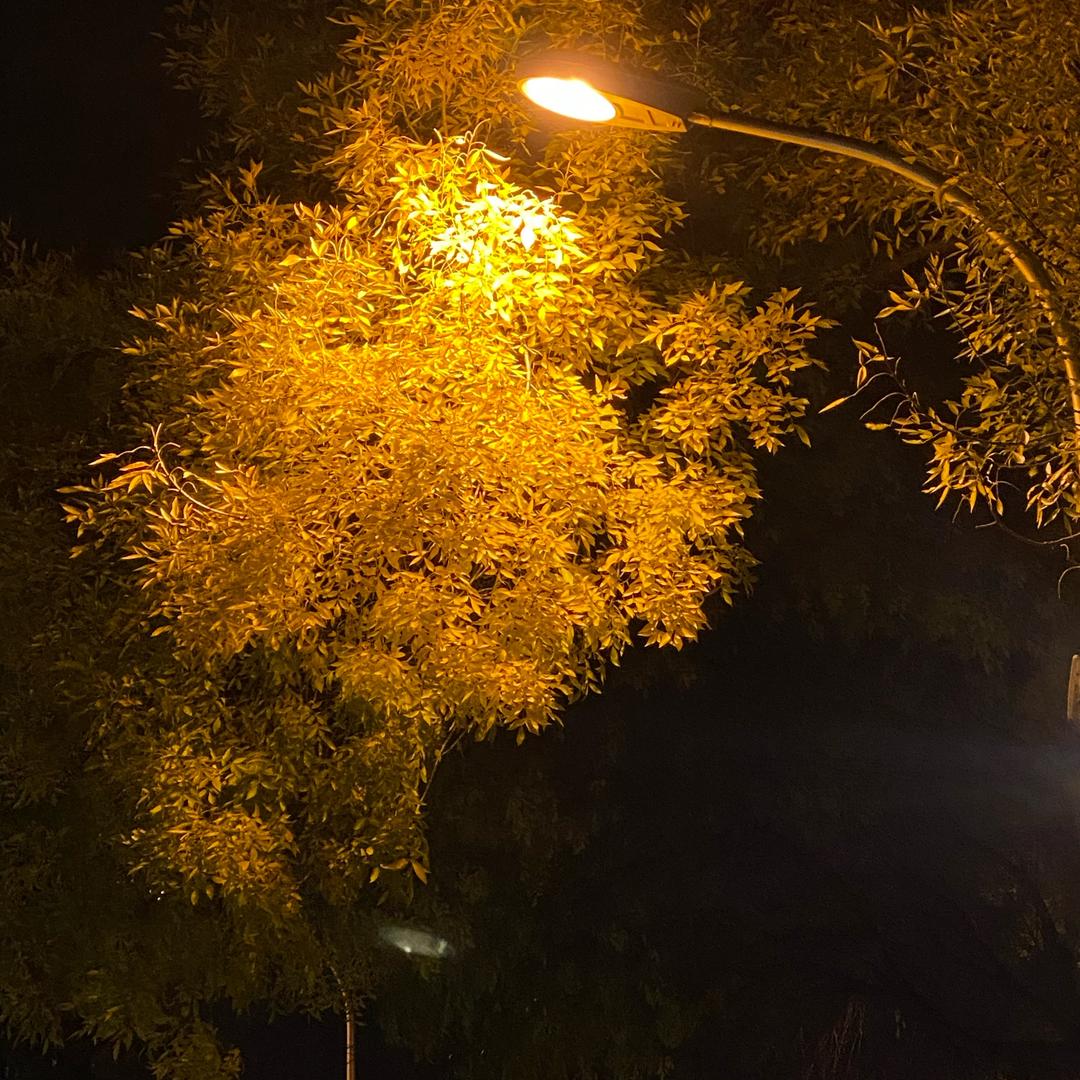 咕咕咕得毛宁