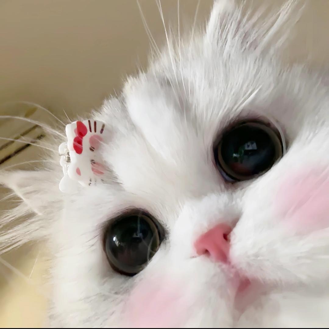 笨蛋