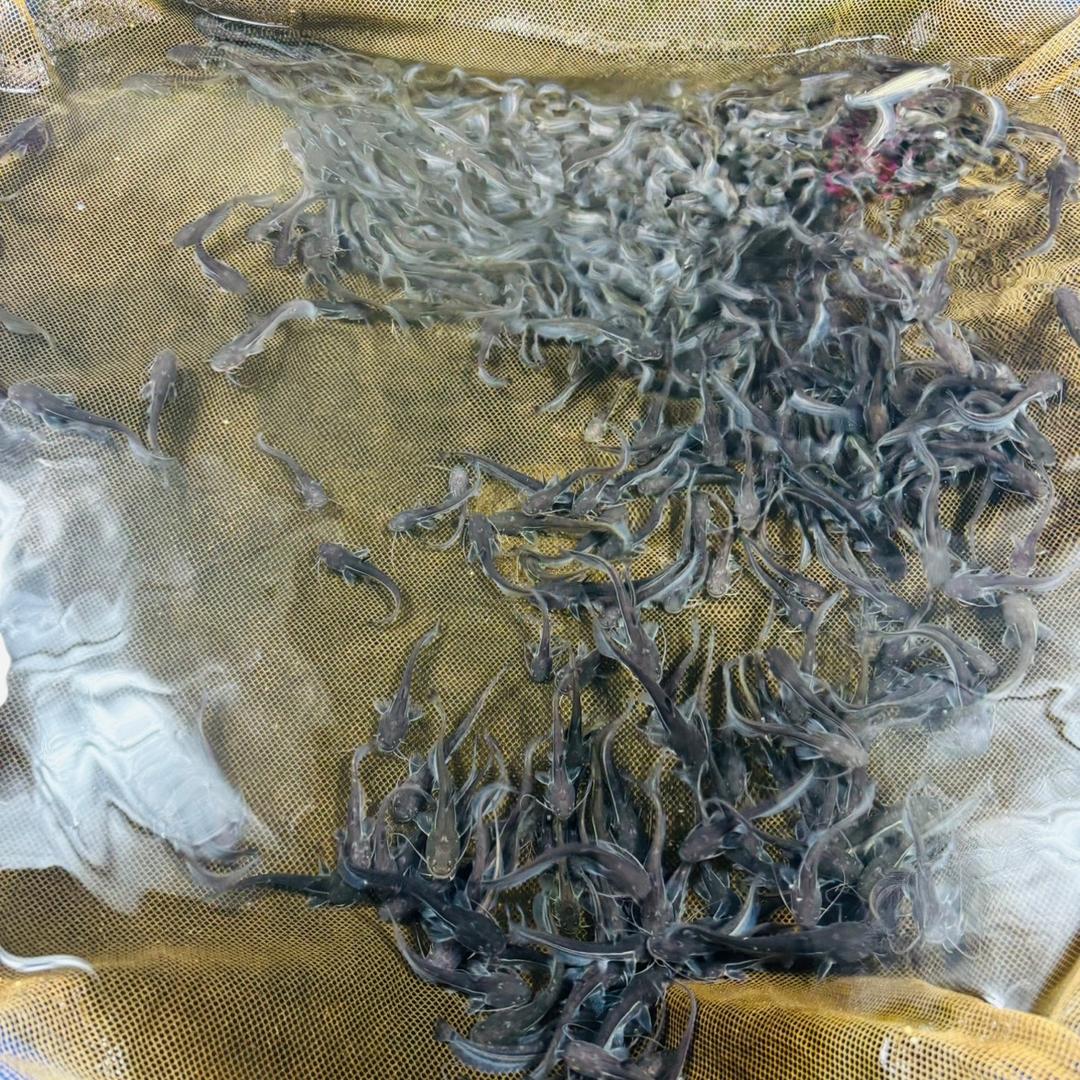 沐豪宠宠户外企业店瑞哥渔场