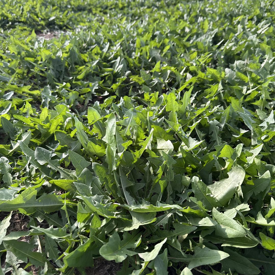 楠楠田园鲜野菜