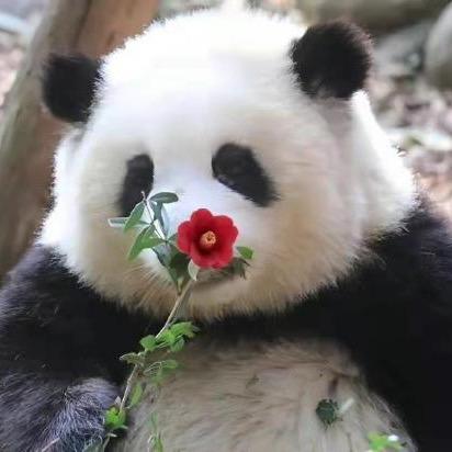 💞⁽⁽ଘ软糖ଓ⁾⁾ 🐾¹¹º⁸ ༄