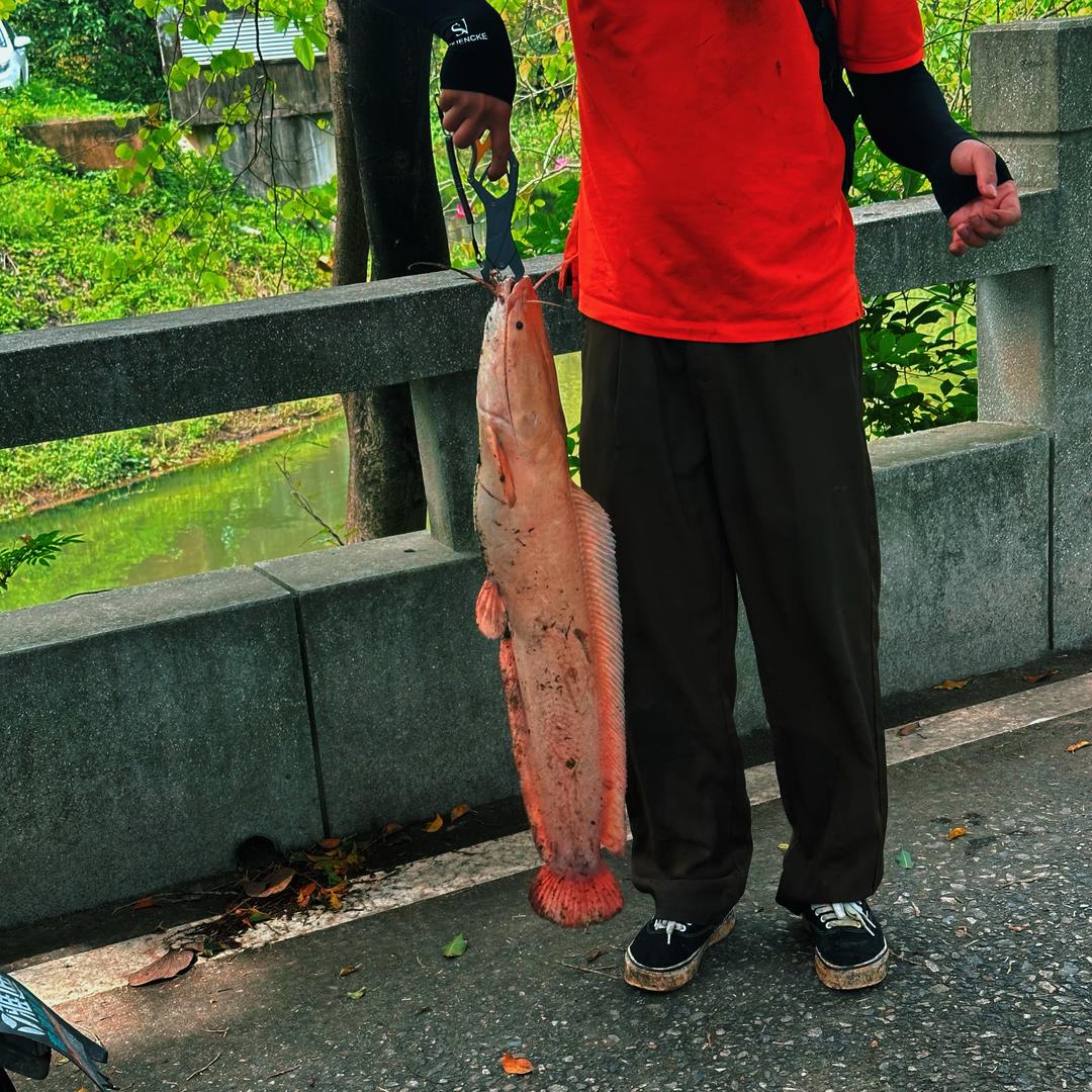 沈师傅（路亚）