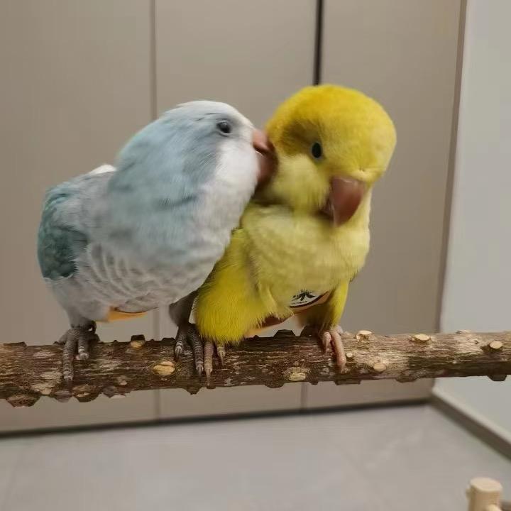鹦鹉大冲🦜
