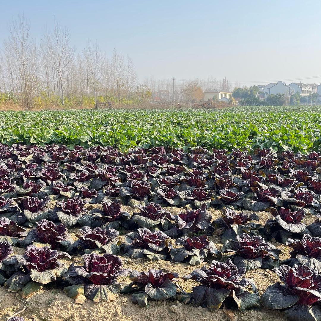 武汉燕子的红菜苔