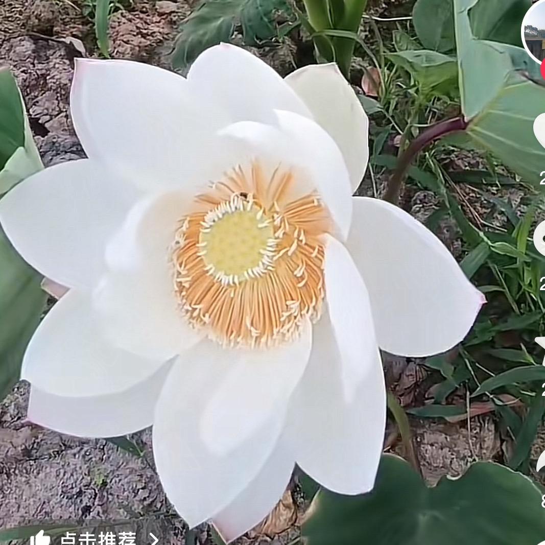 无聊的社会