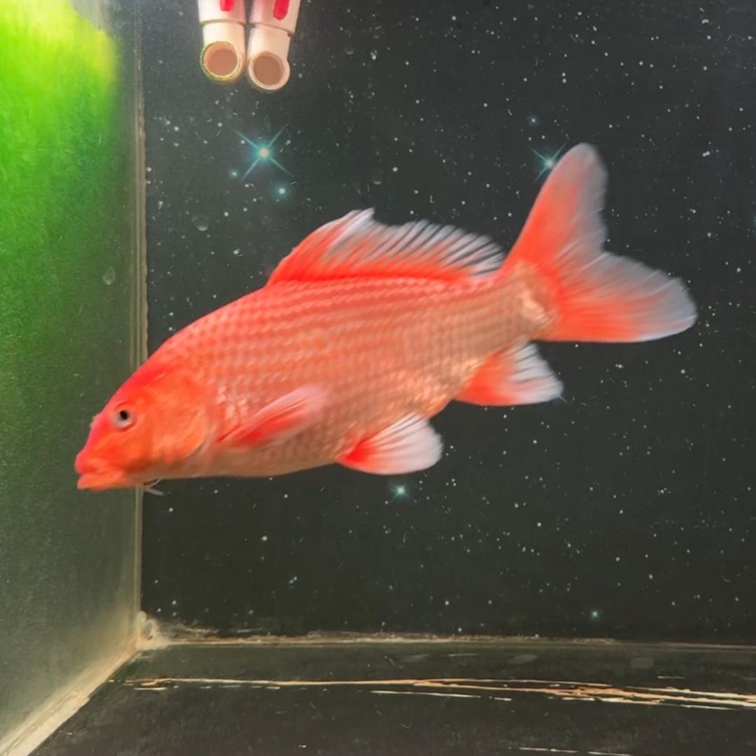 仙逸蝴蝶鲤