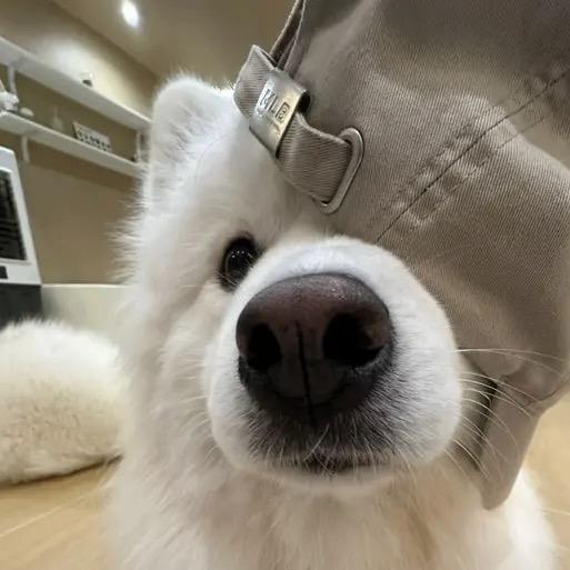 初生牛犊就是虎