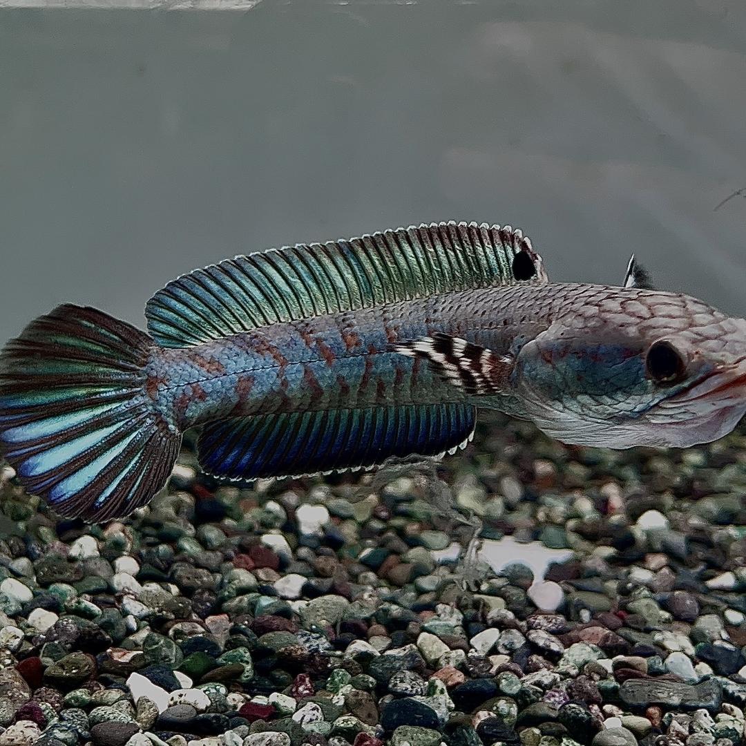 PPFISH