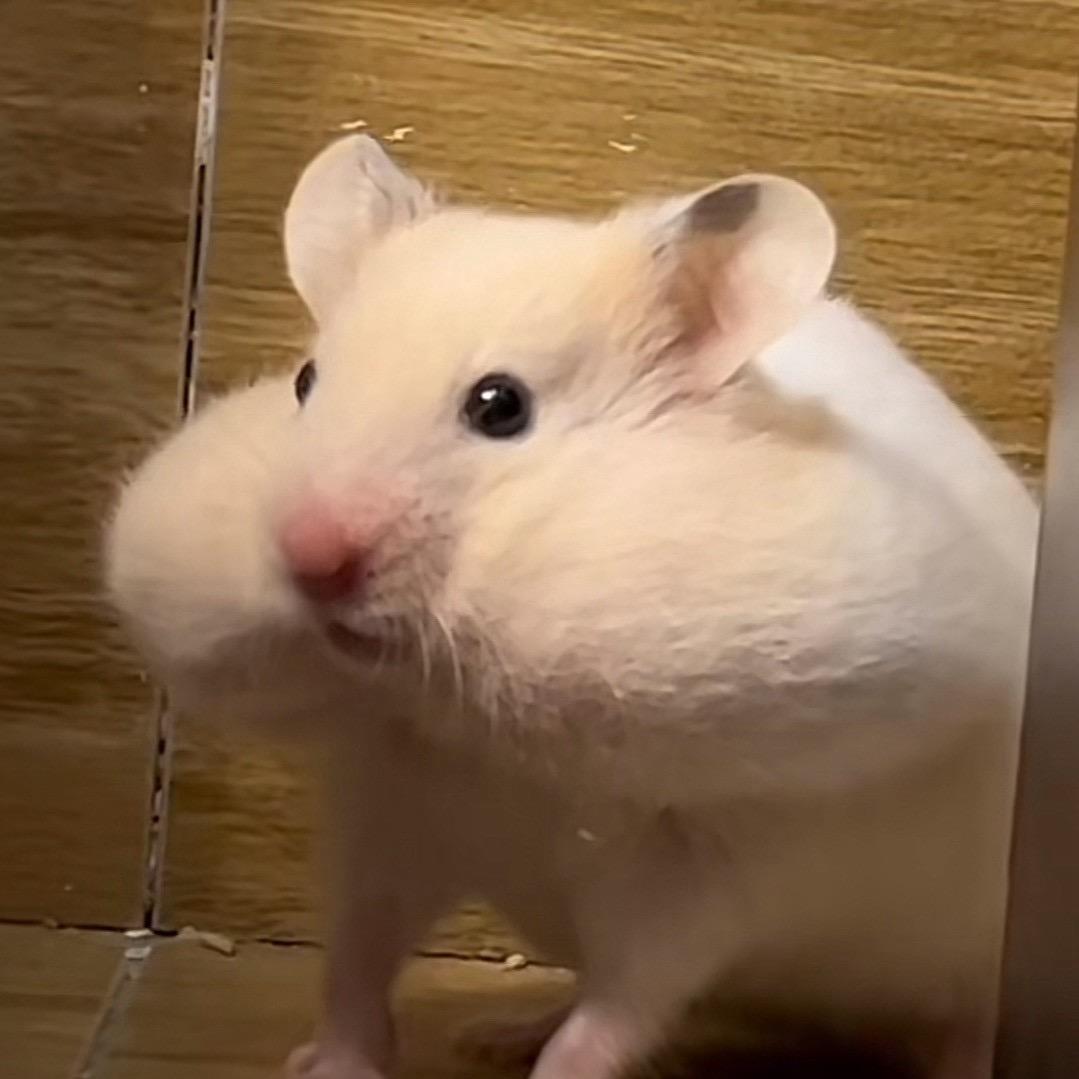 舞哥