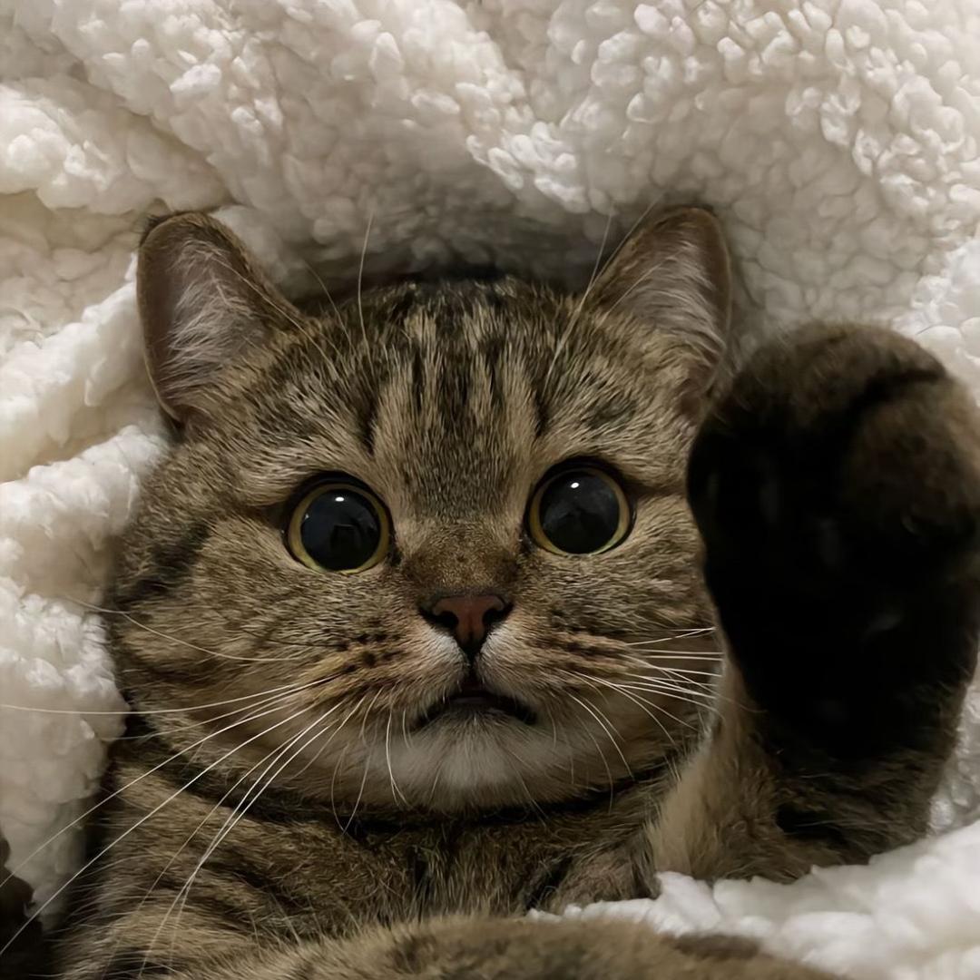 純愛戰士拓海🇵🇸