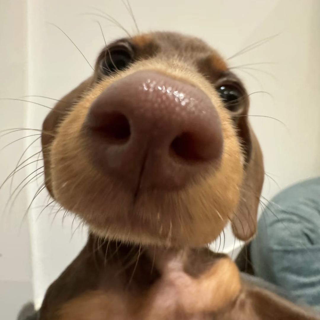 小心虾滑