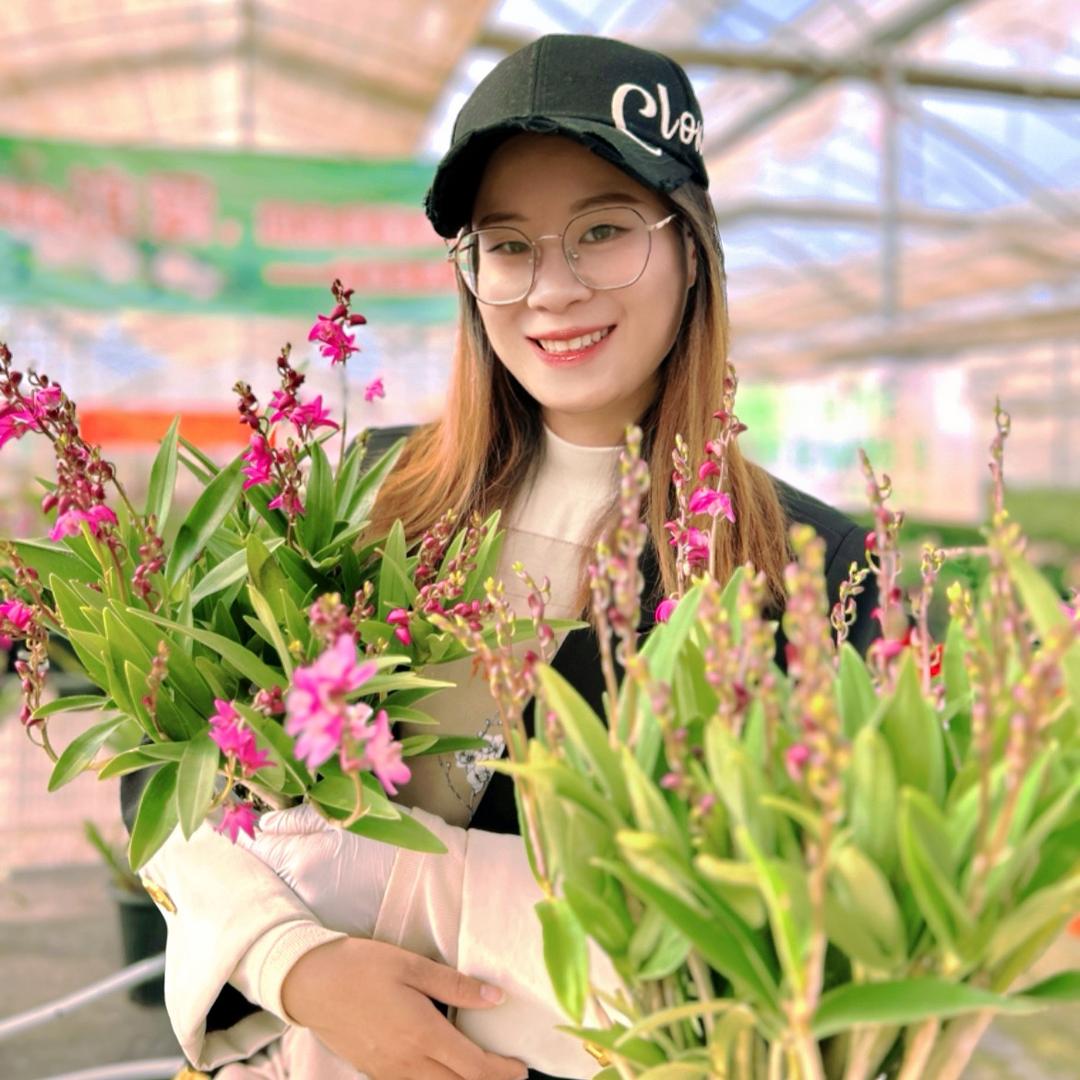 云尚花开