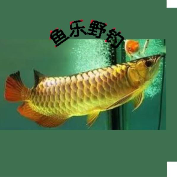 鱼乐野钓